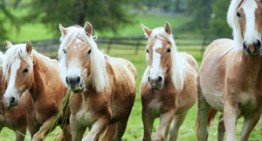 Valle Intelvi : i cavalli del Bisbino
