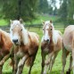Valle Intelvi : i cavalli del Bisbino